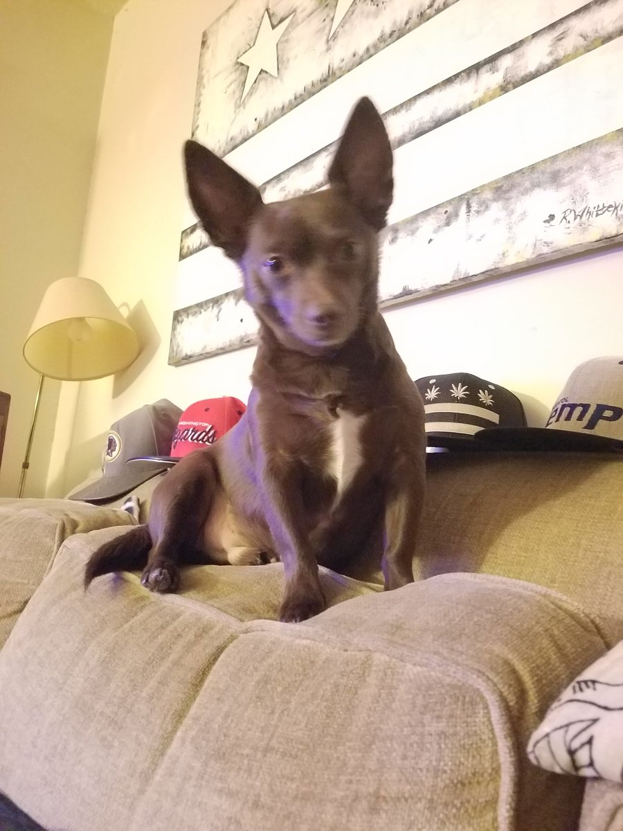 dcmob's tweet photo. @ErinFox5DC #fox5puppy can Jamo get a get well shout  out pn National Puppy Day?? 😊 https://t.co/fISm1G4yS9
