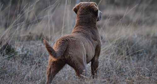 JustGundogs's tweet photo. Are #Chesapeakes the new favourite #gundog? Find out more about training this challenging breed: https://t.co/etUUcfR3wd https://t.co/Nz3wBiWbct