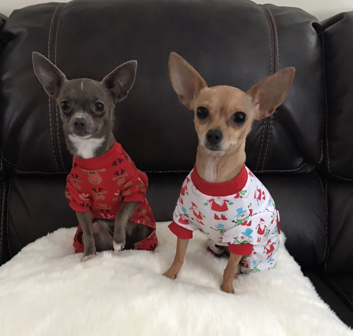reececsmom's tweet photo. @FOX29philly #NationalPuppyDay Lola &amp; Poppy https://t.co/SIBayXMLrw