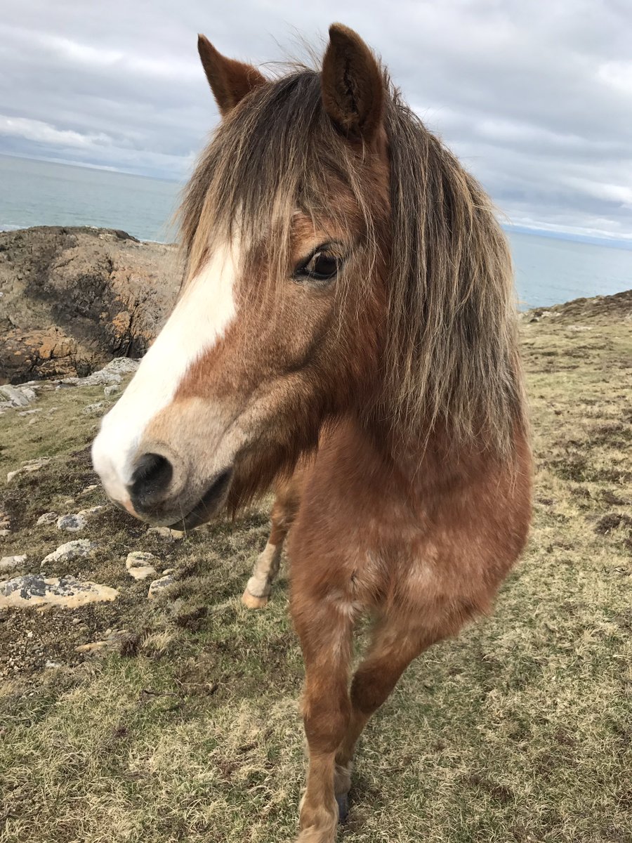 Few pics from our meet with the #rockycoast #ponies in #Holyhead #Anglesey #wales
