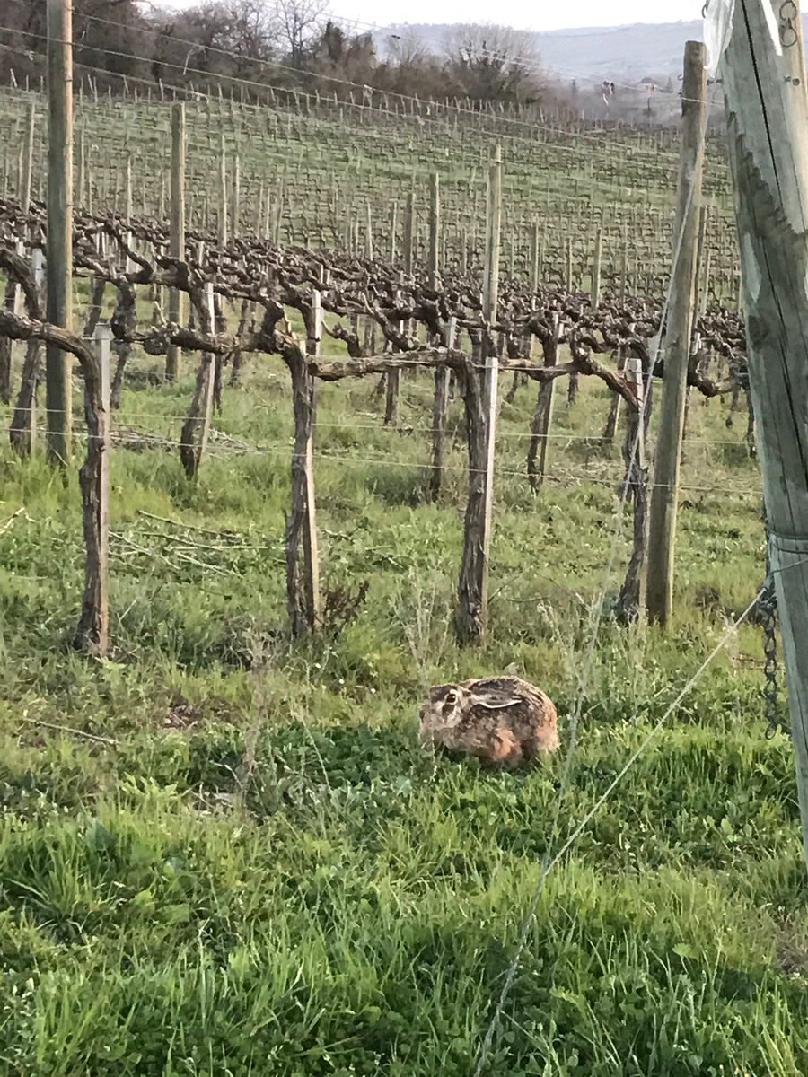 vitenova's tweet photo. Villa Favorita e i prossimi eventi enologici,  sempre in prima linea con i progetti di #Biodiversità nel #vigneto https://t.co/k1ihgHw7EA https://t.co/TdEjHlhDJQ