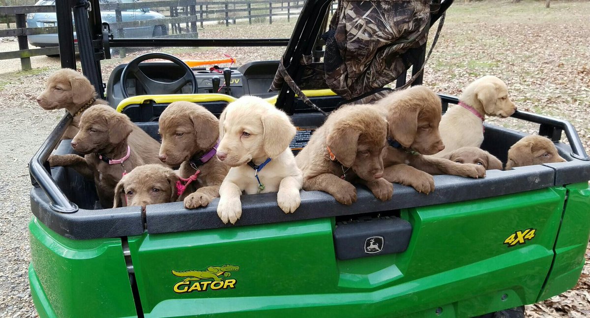 HSFinVA's tweet image. For #fox5puppy