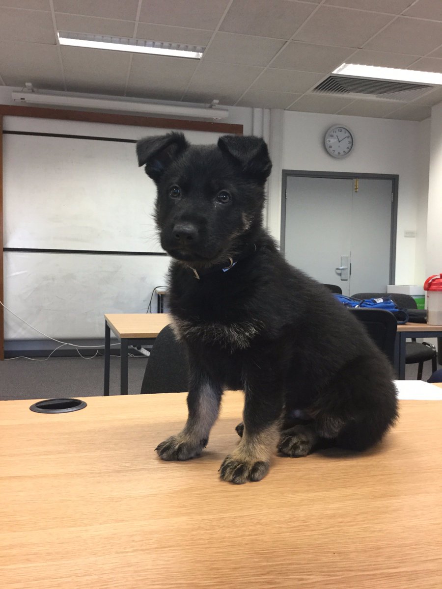 On #NationalPuppyDay, #tbt to when we hosted Nero! Find out about being a Police Dog Handler or Puppy Walker blogs.coventry.ac.uk/discover/job-s…