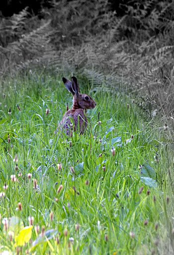 The warmth of early summer
#brownhare #norfolk #summer #spring