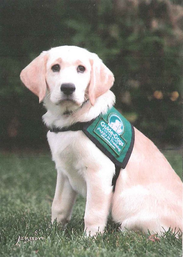 CinnamonNSCD's tweet photo. @SamBoik I was a pretty cute puppy, don't ya think? https://t.co/RknbWtlqtV