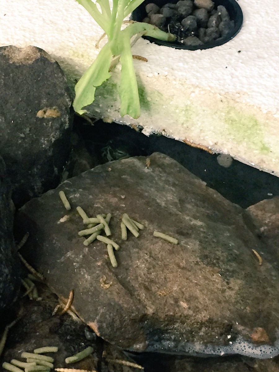 REESpbl's tweet photo. Peek-a-boo! Can you spot Houdini the turtle? @mvorick @RiverEves #aquaponics #turtleponics https://t.co/o6xNnVIXzK