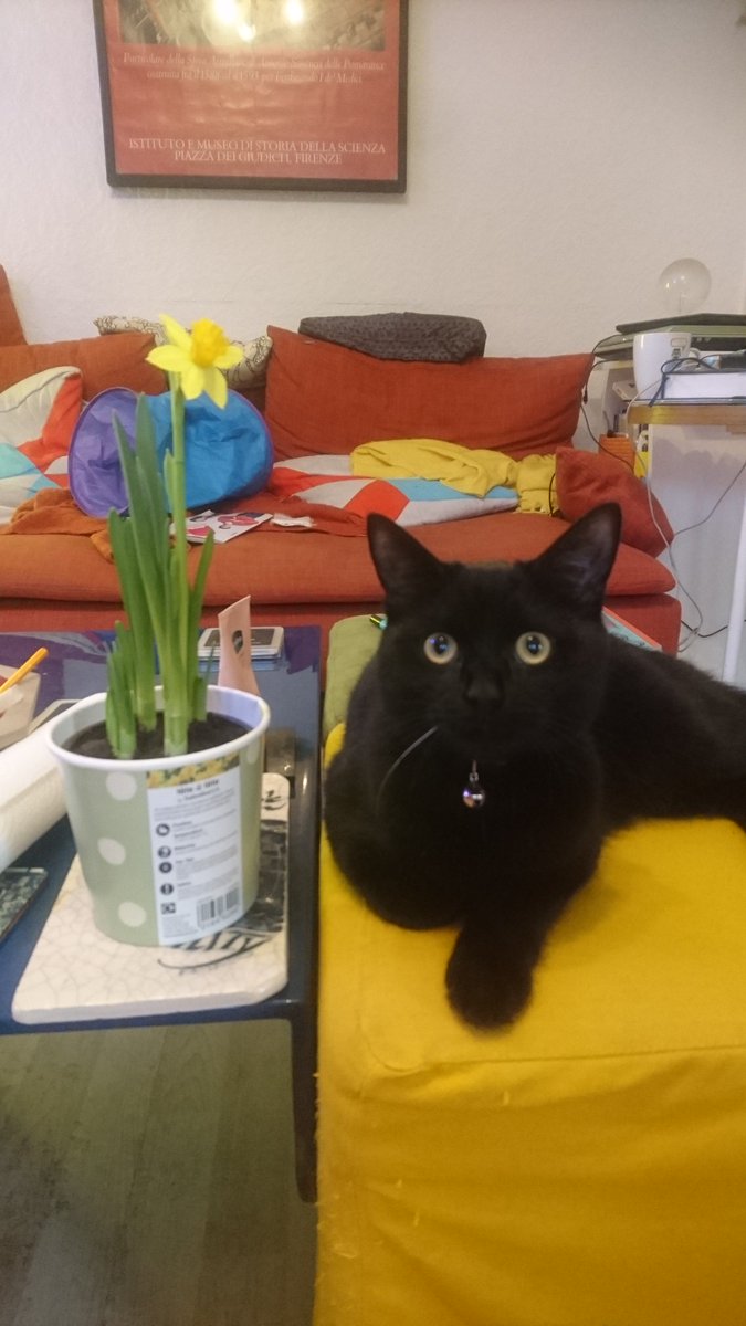 oxmeinfo's tweet image. Happy #OAhour @ApprenticeShep! #OxmeKitty has been enjoying the start of #Spring!