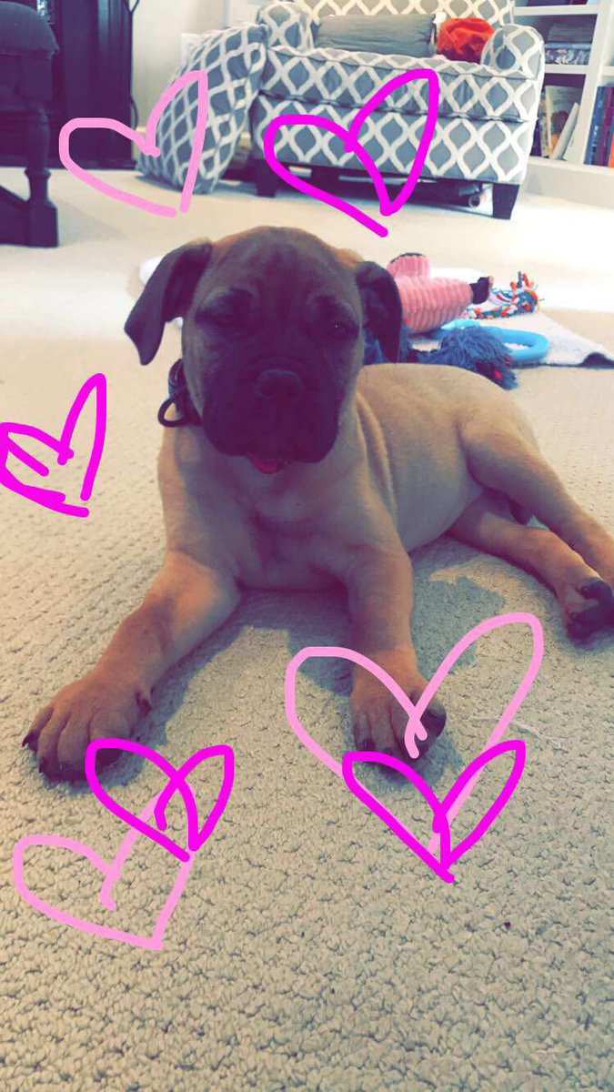 isaclavelli's tweet photo. My baby❣️ #happynationalpuppyday https://t.co/5QQUHjS00d