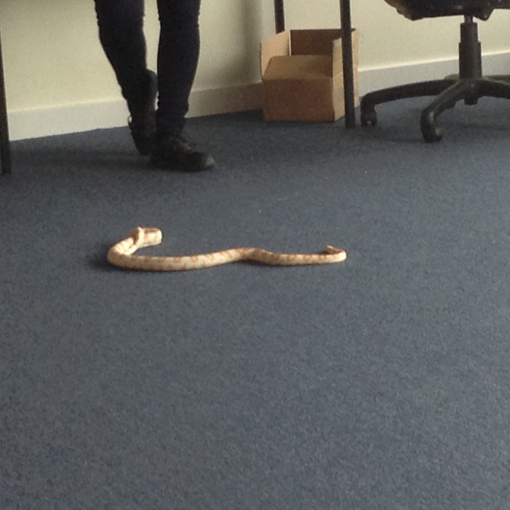 Cornflake the corn snake 🐍