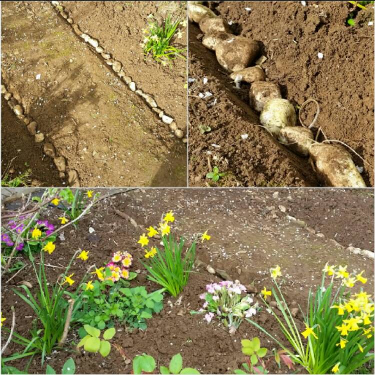 allotmentalice's tweet photo. I'm forever digging up stones at the plot but instead of discarding I reuse as path edging #saveplo... via @gardentags https://t.co/OTc0s3EzwV