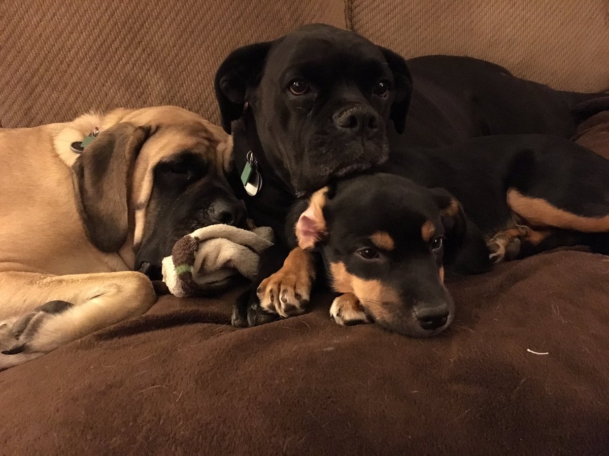 National Puppy Day!  Go ahead, get yourself a few more 😜#NationalPuppyDay #lulubeangifts #dogove #doglife #bubbarose #bestfriends #dogs