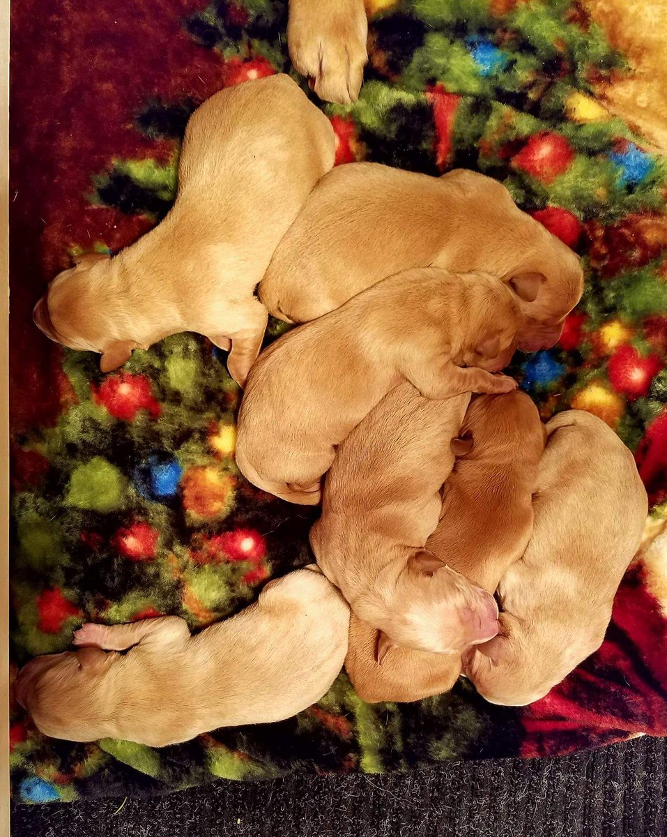 🐶It's National Puppy Day🐶Since I'm picking out a pup this weekend I thought I'd share a pic of these little ones. Share your pup pics w/me!!