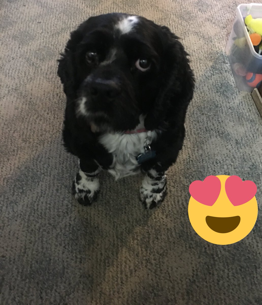 lizsicle's tweet photo. Today is this fella's 9th birthday! 😊 #LifeWithBuddy https://t.co/05WOPSFytK