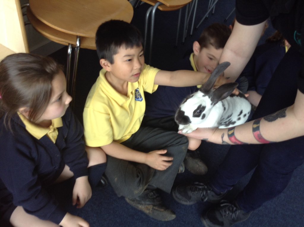 Dodger the rabbit