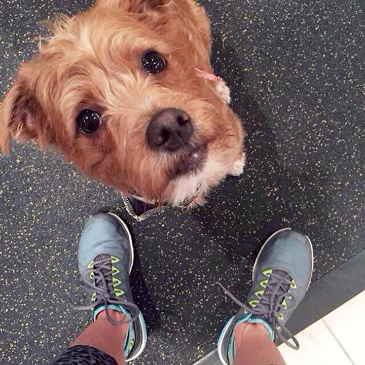 ryka's tweet photo. There's no better way to spend #NationalPuppyDay than with your #ryka #workoutbuddy! #trainingshoes #workoutdog https://t.co/W9tND7U98K https://t.co/dGIQurMjwO