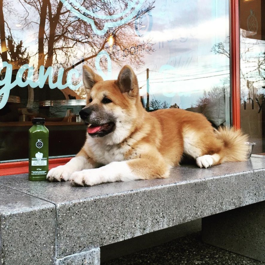 JusuBar's tweet image. What a beautiful day to get your dog out for a walk. Happy International Puppy Day! #internationalpuppyday