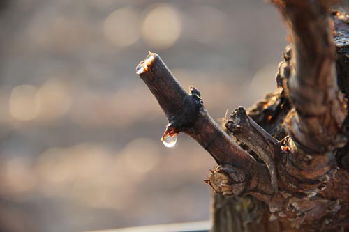 edit_agricola's tweet photo. Llega el mes de marzo, y con él un curioso acontecimiento en las #viñas: se ponen a llorar https://t.co/LtKf99zx2H @ConocerAgri #viñedo https://t.co/VtLBQANYlM