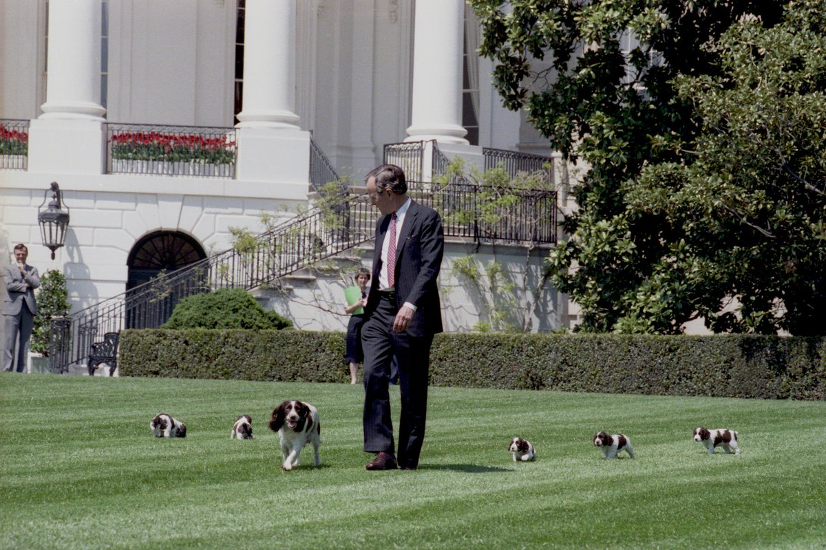Bush41Library's tweet image. Happy #NationalPuppyDay! Here, Pres. Bush walks with the family&apos;s spaniel &quot;Millie&quot; and her puppies on the lawn of the White House, 1989.