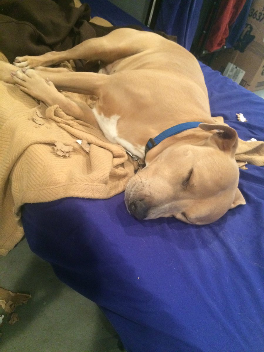 AutotivMFG's tweet photo. Happy #NationalPuppyDay to our favorite team member! He's shredded 3 cardboard boxes to celebrate today https://t.co/dYqGVNxC8n