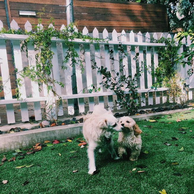 EdenBloem's tweet photo. Happy #NationalPuppyDay #Hamillie & #Hamabel! @HamillHimself https://t.co/0Tc9rDzoBP