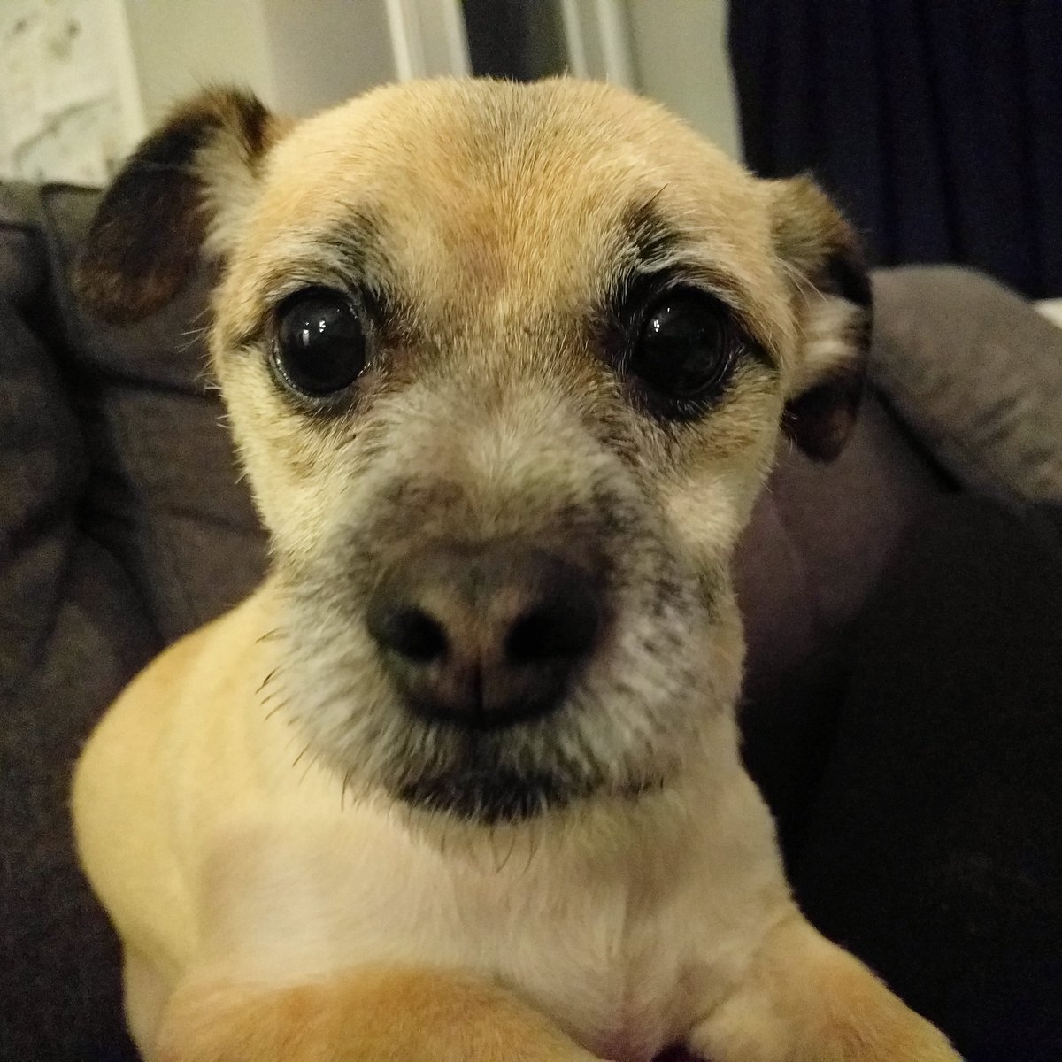 tylermalazo's tweet photo. Happy #InternationalPuppyDay! Shakey is really good at staring contests 🐕 https://t.co/h9NZZjJoeo
