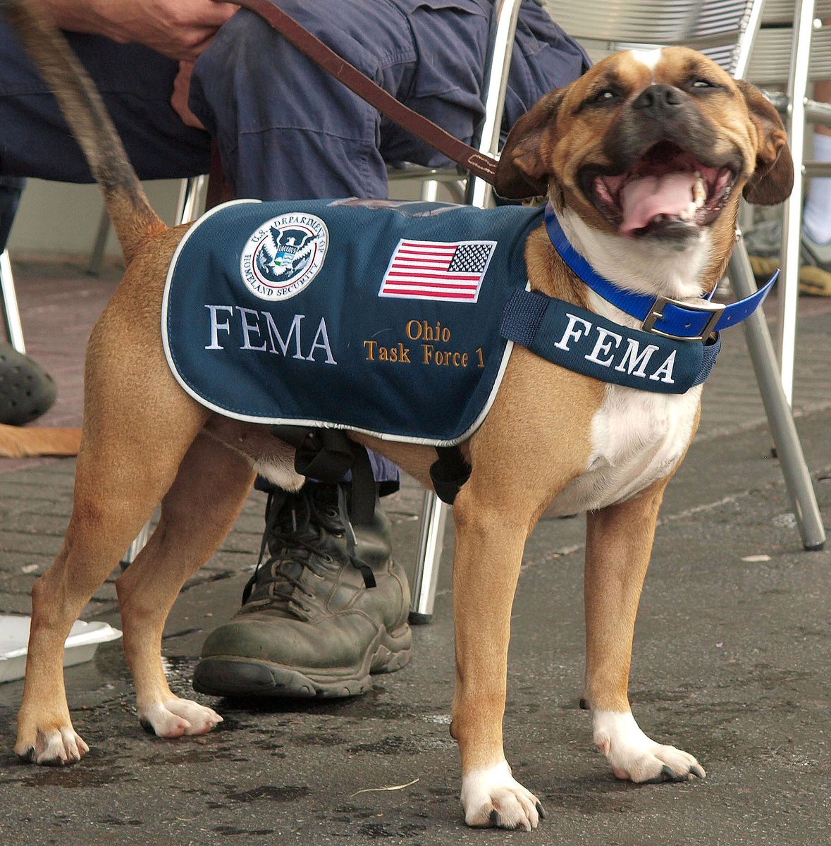FEMAspox's tweet photo. #TBT Even after a long day, @fema Urban Search and Rescue team member Buster still had a puppy-like smile on his face. #NationalPuppyDay https://t.co/ZRl7UKDZXq