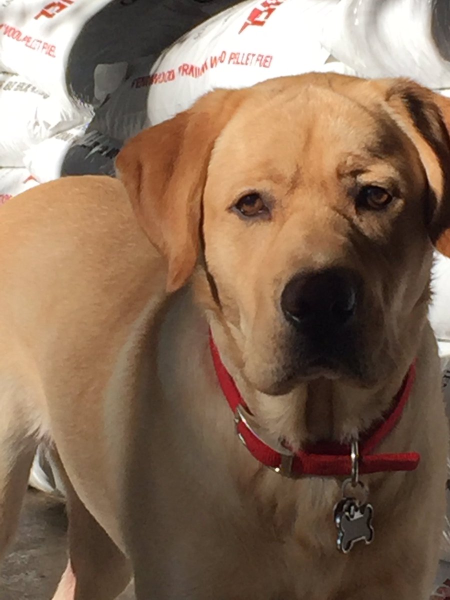 #NationalPuppyDay Brooks a year &amp; a half today!!  #puppylove #jeepdog #labsrock ❤🐾❤🐾