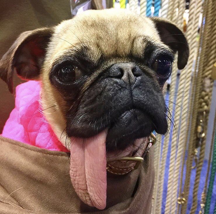 winstoninfo's tweet photo. HAPPY #NationalPuppyDay! To honor all the fur babies of the world, all regular-priced items are 15% OFF in store TODAY ONLY! 🎉🐶☺️ https://t.co/hAJqrrk3dr