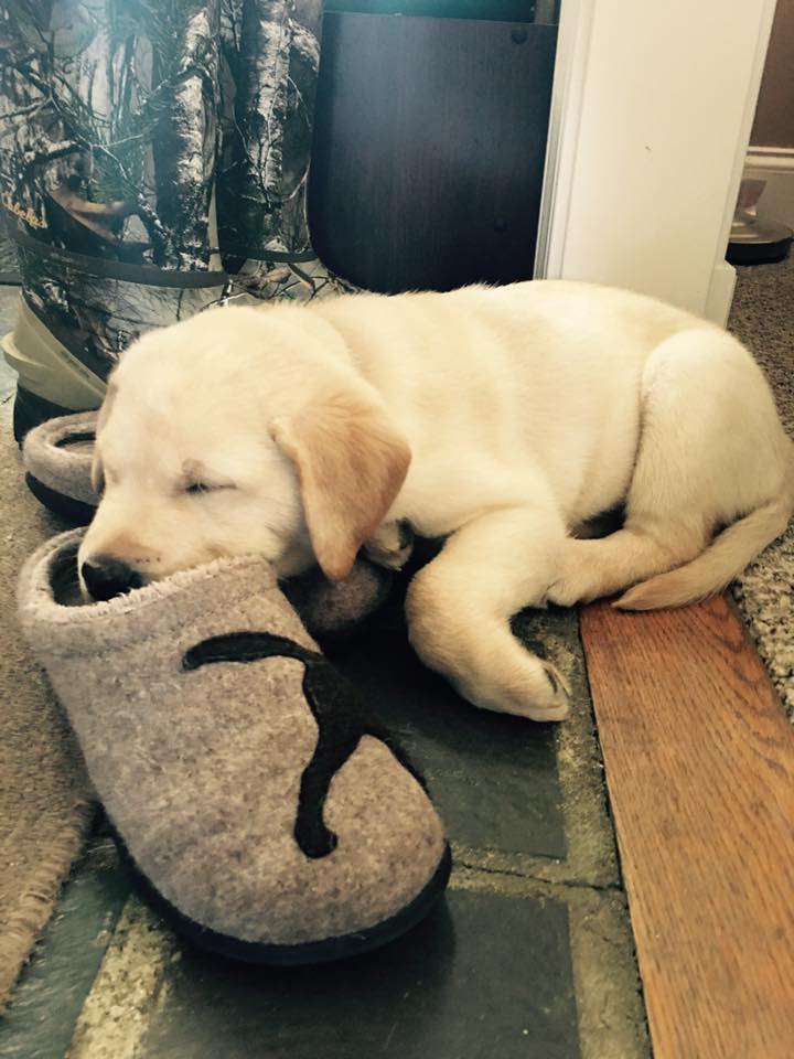 LLBean's tweet photo. Just how comfortable are our Daybreak Slippers? You'll have to wake him up to ask. (Photo via Facebook: Kristina E.) #NationalPuppyDay https://t.co/GpC9vOhBhe