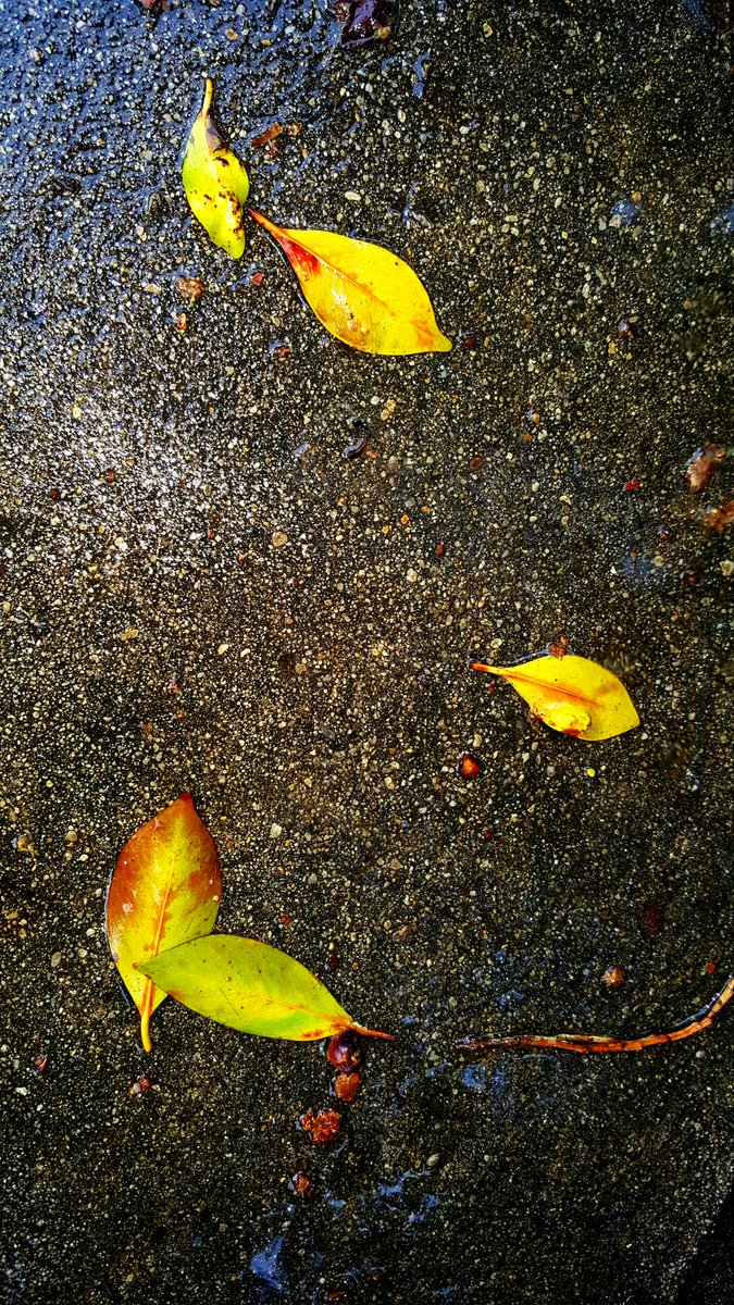 griz1's tweet photo. Spring #foliage? Colorful leaves on rainy sidewalk #NoticeSomething
#WalkInBeauty
@foliagecentral
@FoliageNetwork
@arborday
@FoliageOutdoors https://t.co/eLOwwh6T4y