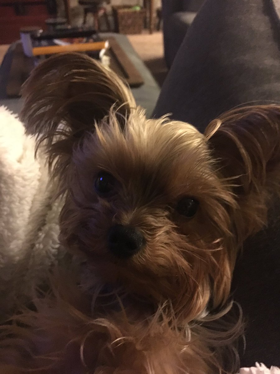 Lou0515's tweet photo. #NationalPuppyDay #alwaysapuppy https://t.co/vOvVFOblBK