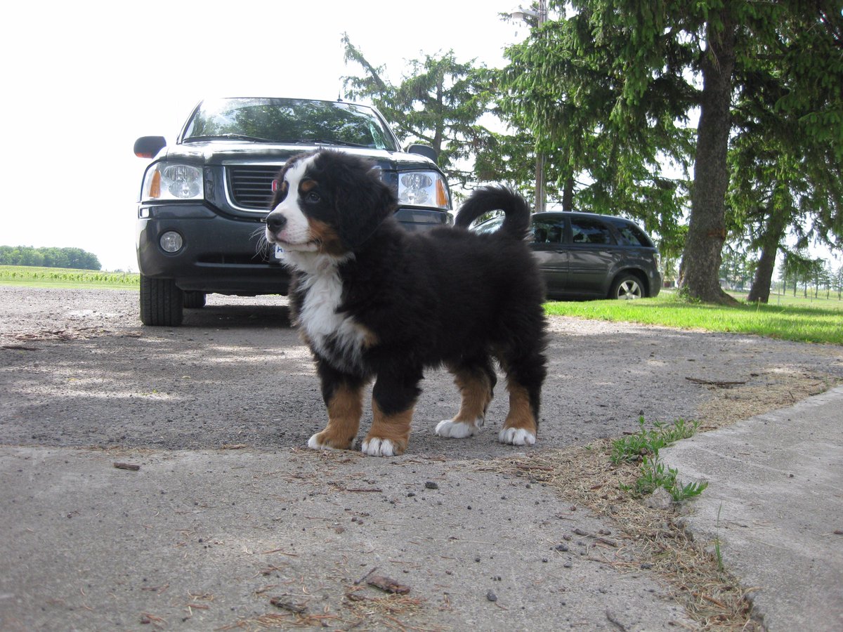 SueAnnStaff's tweet photo. It's #NationalPuppyDay AND #Tbt so here's a pic of #BrixDog 8 years ago as a tiny #squooshfloof -- happiest #winerydog EVER https://t.co/BkqPcUJ4aH