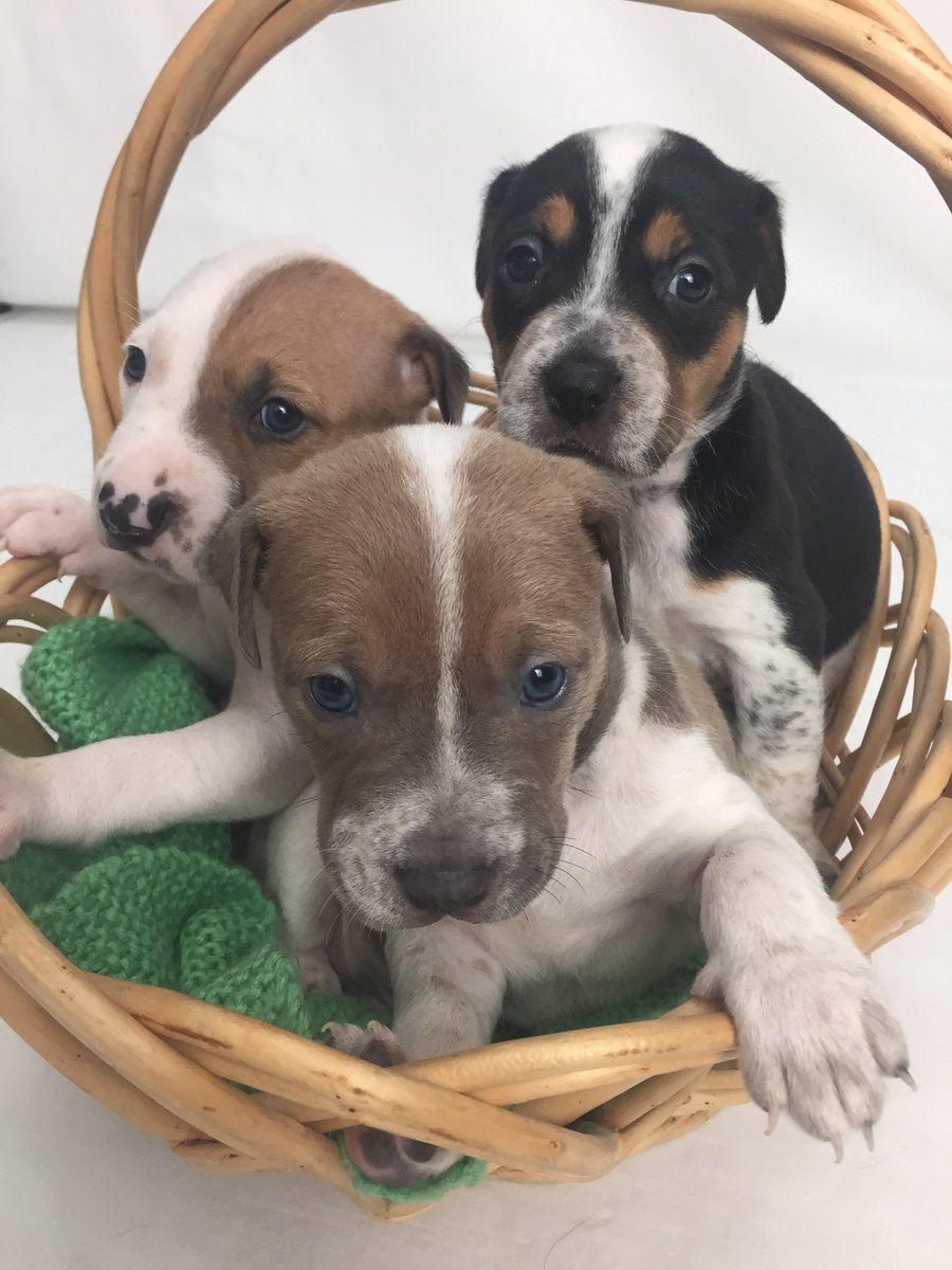 Dallas Animal Services tweet media
