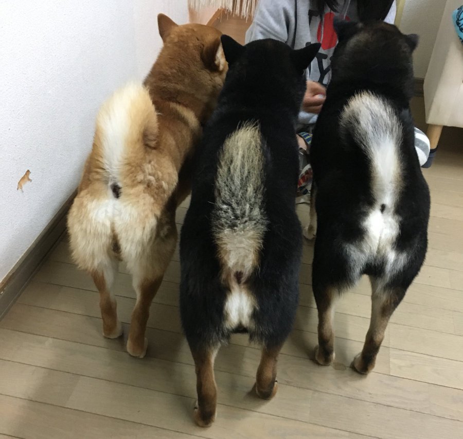 犬のおしりにはロマンが詰まっている 可愛いコーギーや柴犬のおしり特集 Petpedia
