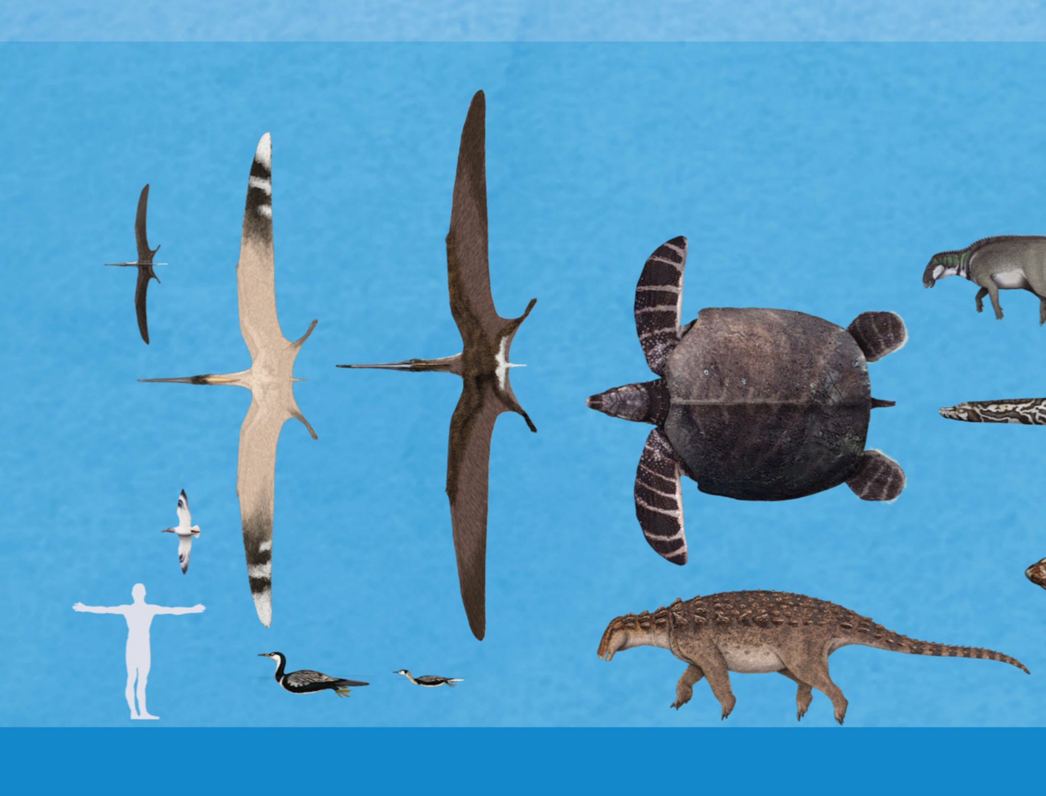 Gabriel N U Archelon The Largest Marine Turtle Possibly Present In The Niobrara Formation T Co Zeho9qxov8 Paleoart Sciart T Co 7vqkyjjmqw Gabriel N U Archelon The Largest Marine Turtle Possibly Present In The Niobrara Formation T Co Zeho9qxov8 Paleoart Sciart T Co 7vqkyjjmqw