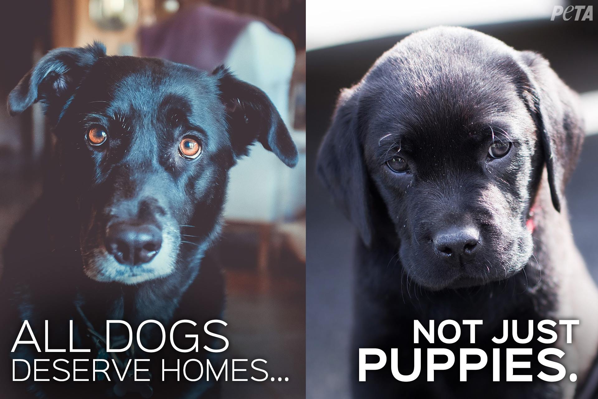 Why Do Dogs Need Homes