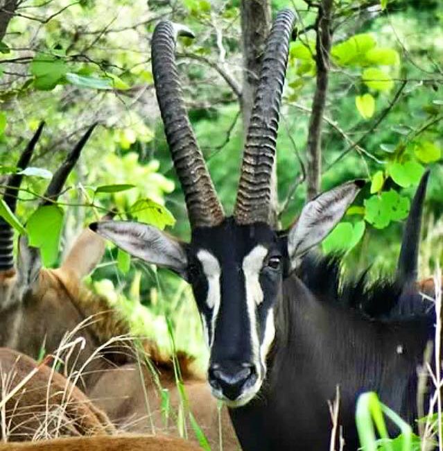 Wild &amp; free. Walk with the wildlife in Kuti Wildlife Reserve #Malawi #outdoors #wild #walking #safari <a href="/kuti_malawi/">KutiWildlifeReserve</a> <a href="/BradtGuides/">Bradt Guides</a> <a href="/WildMag/">Wild</a>