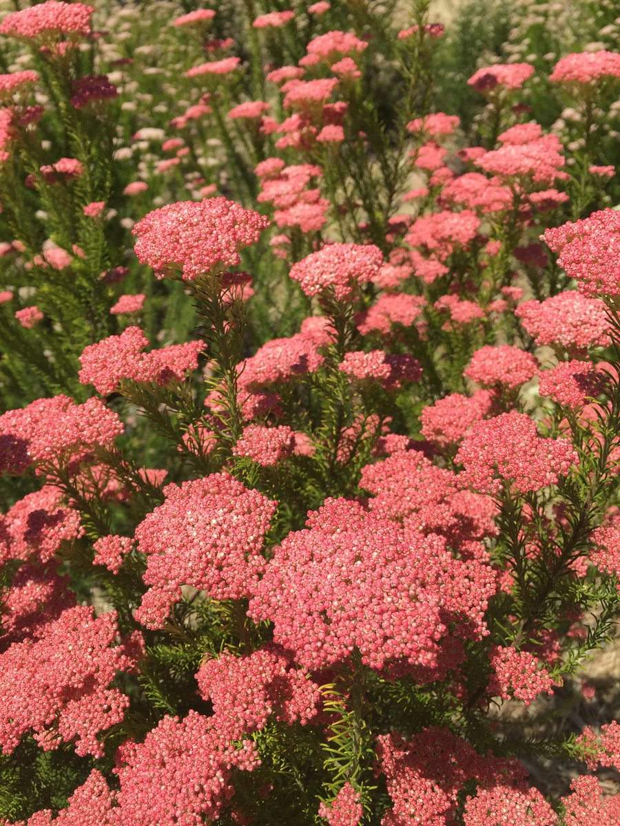 fbiflowers's tweet photo. Riceflower is in full bloom at FBI. Come visit us at the World Floral Expo in Las Vegas today and tomorrow! https://t.co/OJbvKeG0kB