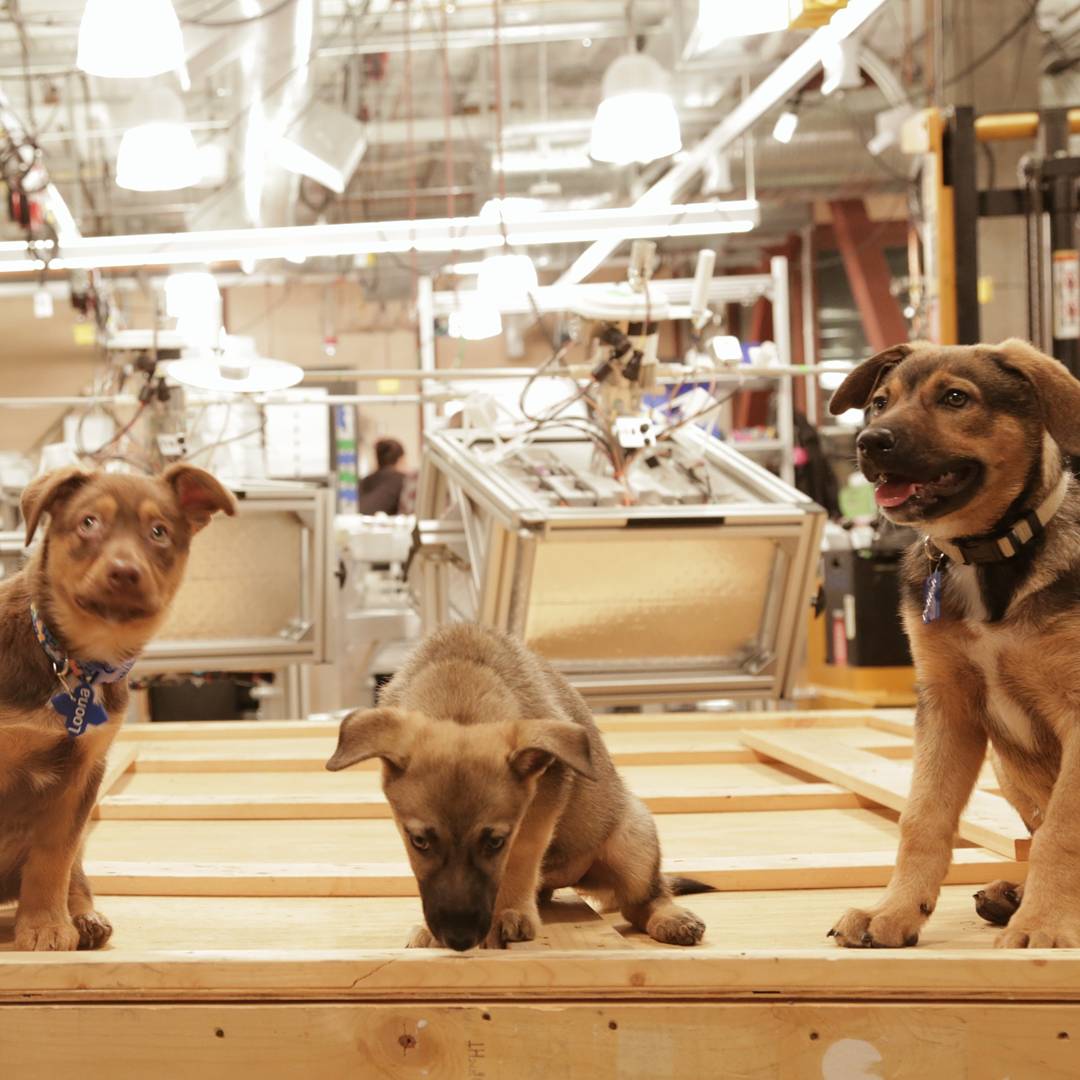 Theteamatx's tweet photo. Meet Loona, Kiwi and Delilah. These pups were rescued by the #ProjectLoon team from their launch site in Puerto Rico! #NationalPuppyDay https://t.co/uqrvwewNhN