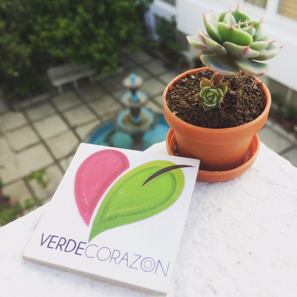 VerdeCorazonMX's tweet photo. En los pequeños detalles está la grandeza.
¡Excelente Jueves! #plantas #ecologia #suculentas #regalavida #VerdeCorazon #CDMX 💚 https://t.co/sfr4EKgKL9