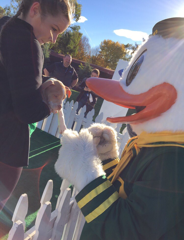TheOregonDuck's tweet photo. did someone say national puppy day?????????? puppies puppies puppies puppies puppies puppies 💕💕💕 https://t.co/HFavgPNNvB