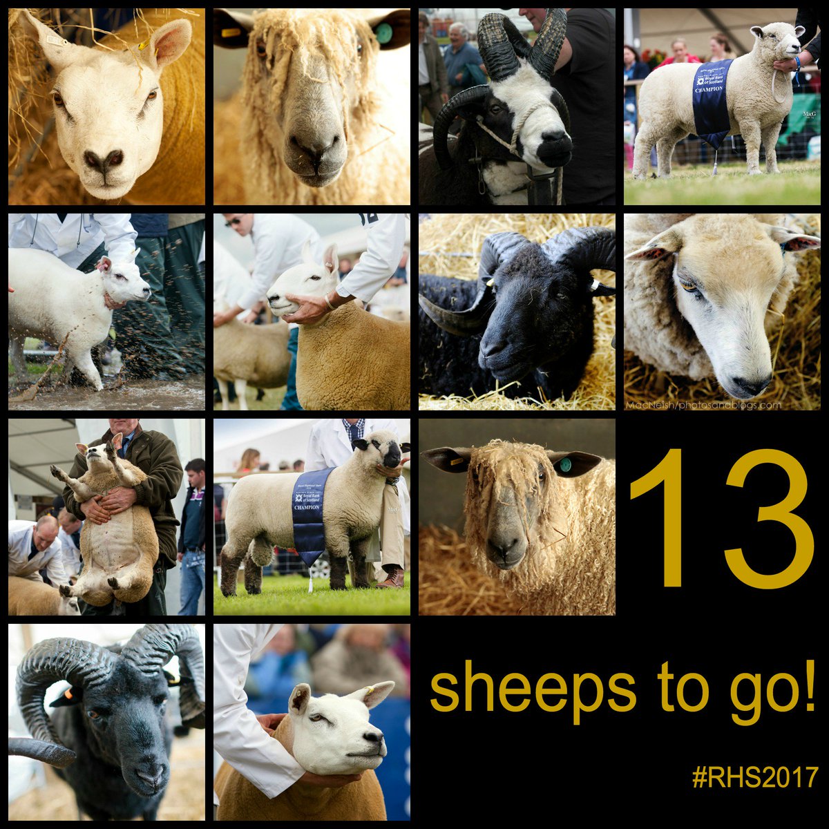 ScotlandRHShow's tweet image. We're only 13 weeks away from #RHS2017. Have you got your tickets yet?  bit.ly/2o8oPub  #SheepsToGo #CountdownToRHS