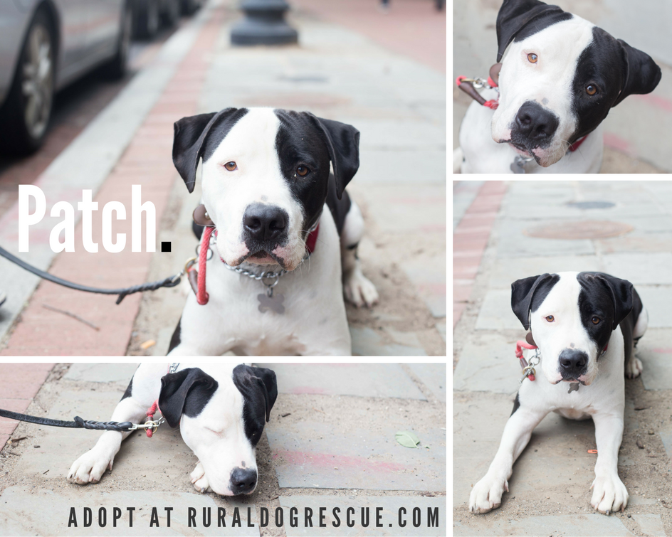 Ruraldogrescue's tweet photo. @dca4a_beltway we are so grateful for all YOU do! happy #nationalpuppyday from #rdrpatch! https://t.co/o1eMfuc6s1