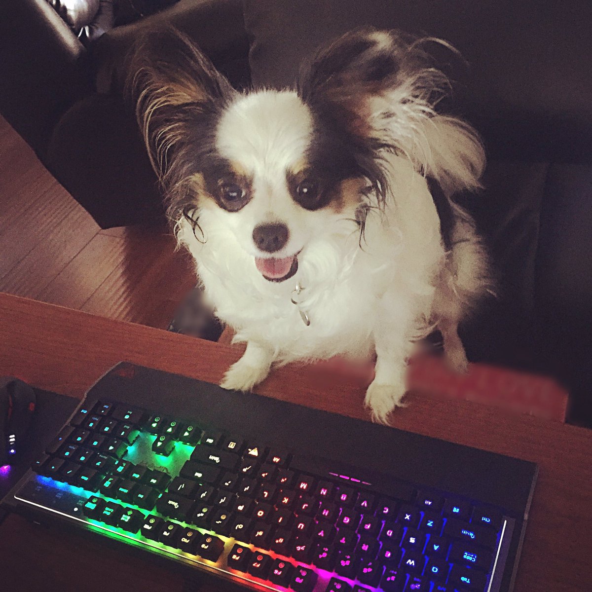 patriot_viper's tweet photo. Happy #NationalPuppyDay! How are you spending time with your #furryfriend? #Patriot #ViperGaming #Puptriot #gamingkeyboard #V760 #gamingdog https://t.co/DkwYsA8BBX