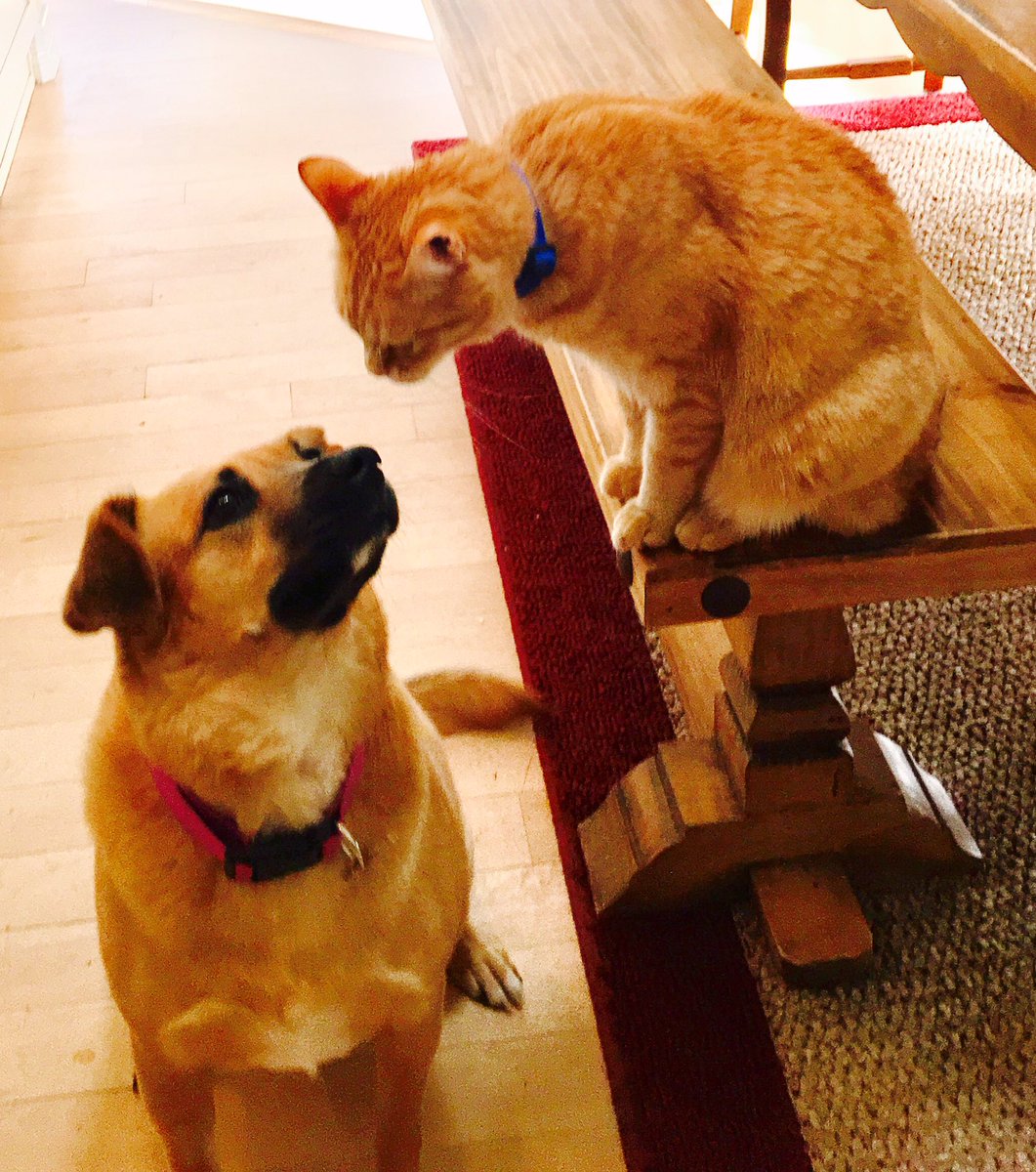 TheMarcoFields's tweet photo. @KyleClark dont seem 2 have a wolf on the loose in our house either. Although we HAVE considering testing the cat.#AlsoNotAWolf #NoWolfHere https://t.co/0fdRbFKkBz