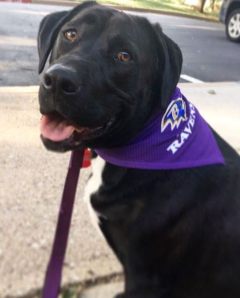 The best pets are the ones that wear purple.   Happy #NationalPuppyDay!  📷: rvns.co/70h https://t.co/GPSyXXUrlm