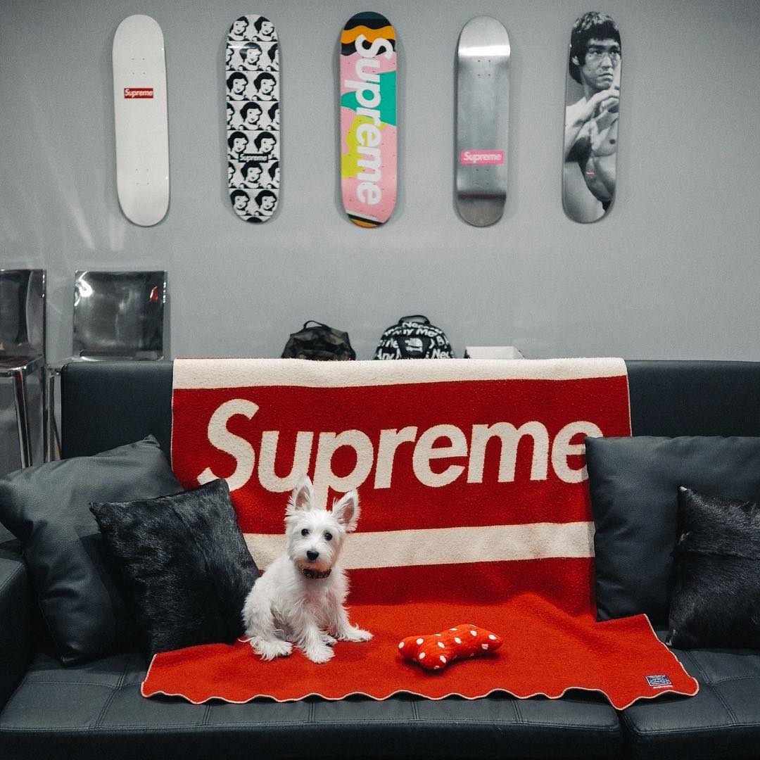 HYPEBEAST's tweet photo. Happy #NationalPuppyDay 🐾 https://t.co/jXb97Xeqiz
