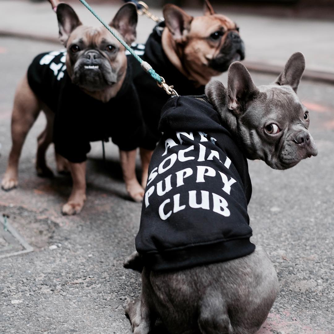 HYPEBEAST's tweet photo. Happy #NationalPuppyDay 🐾 https://t.co/jXb97Xeqiz