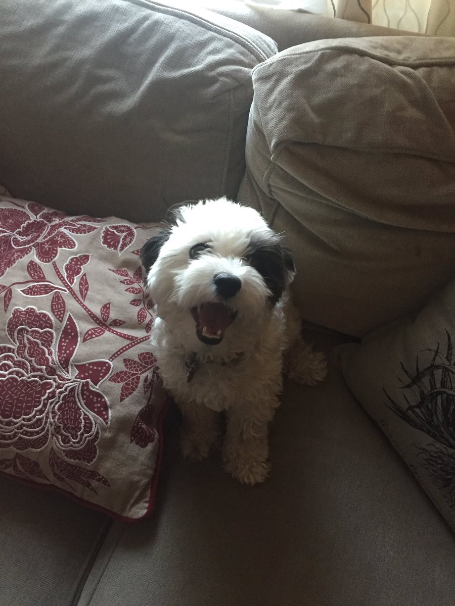 Erica_Barker12's tweet photo. So today is #NationalPuppyDay but I don't have a puppy myself but I know one very well 😏 See soon! Coco Bean 😻😘 @CMBarker86 #dothecoco https://t.co/HDKqBaJw3n