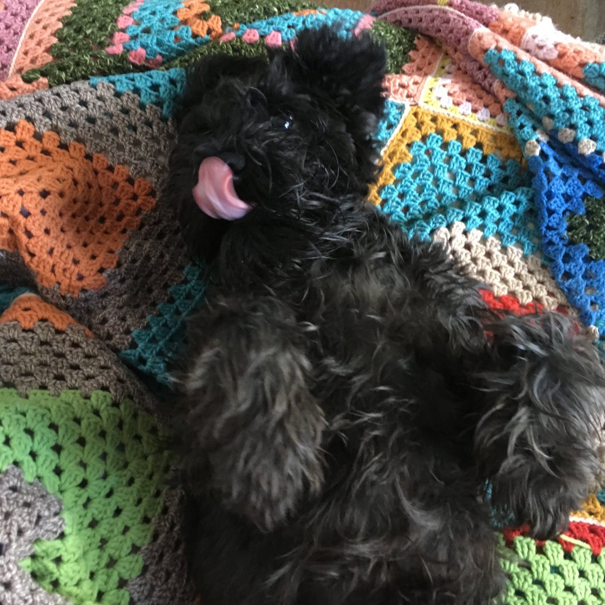 SnowdenFlood's tweet photo. Gretel the mini schnauzer, my trusty companion, patient workmate &amp; sometime shop assistant
#designdogs #NationalPuppyDay @CreativeBloq https://t.co/dKzxbPwtNL